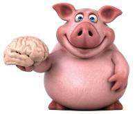Schwein mit Hirn